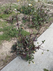 Sonchus