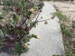 Sonchus