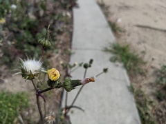 Sonchus