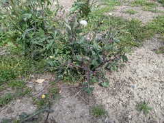 Sonchus