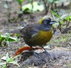 Mitrospingus cassinii