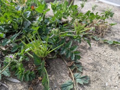 Erodium moschatum