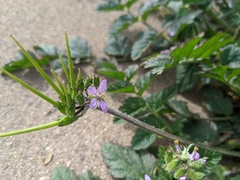 Erodium moschatum