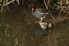 Gallinula galeata