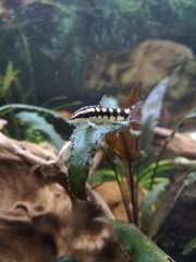 Ambastaia sidthimunki