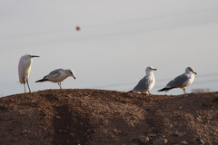 Larus delawarensis