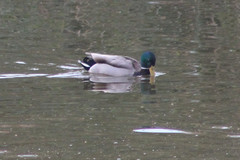 Anas platyrhynchos