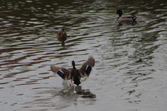 Anas platyrhynchos