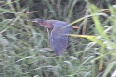 Butorides virescens