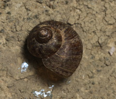 Cyclophorus punctatus