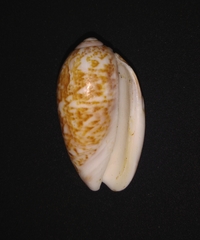 Oliva julieta
