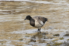 Branta bernicla