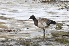 Branta bernicla