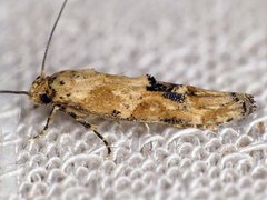 Mompha stellella
