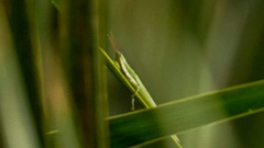 Stenacris vitreipennis