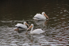 Pelecanus erythrorhynchos