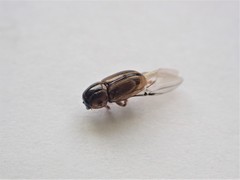Labarrus lividus