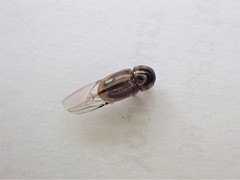 Labarrus lividus