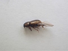 Labarrus lividus