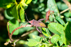 Athaumastus haematicus