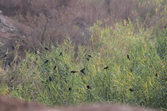 Agelaius phoeniceus