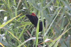 Agelaius phoeniceus