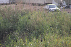 Agelaius phoeniceus