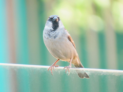 Passer domesticus