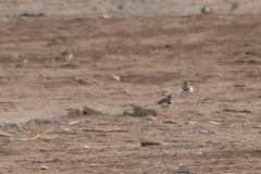 Charadrius vociferus