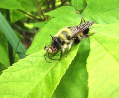 Laphria sacrator