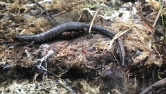 Batrachoseps wrighti