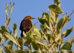Chrysomus icterocephalus bogotensis