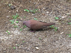 Patagioenas