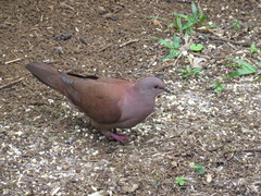Patagioenas