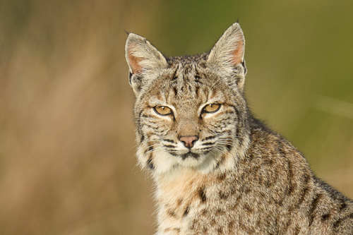 Bobcat photographed in California