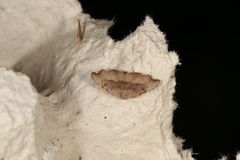 Laspeyria concavata