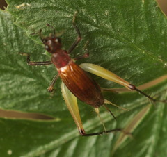 Trigonidiinae