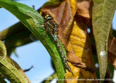 Rhionaeschna marchali