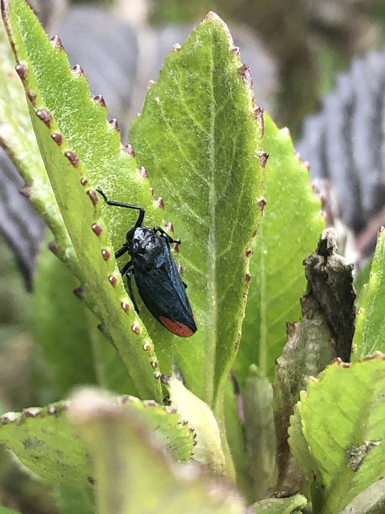 Trichogonia costata