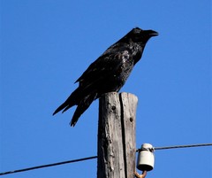 Corvus corax kamtschaticus