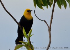 Chrysomus icterocephalus bogotensis