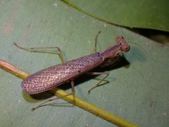Gonypetidae
