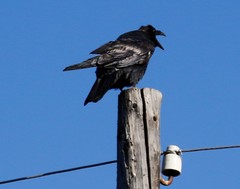 Corvus corax kamtschaticus