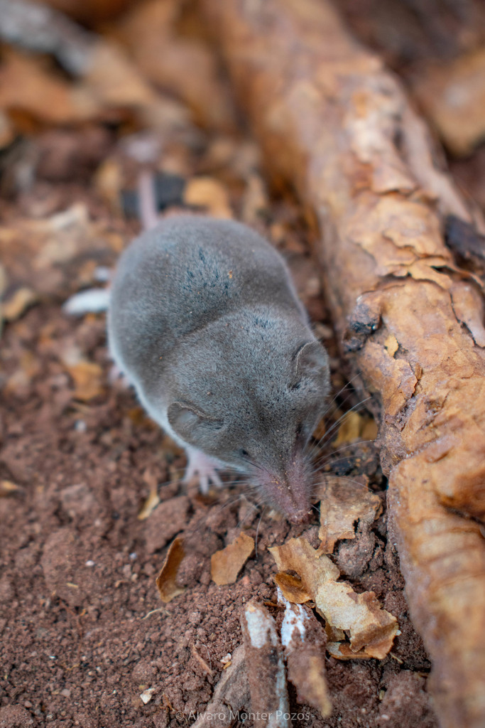Crawford's Gray Shrew