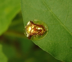 Aspidimorpha furcata