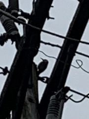 Melanerpes carolinus