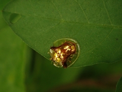 Aspidimorpha furcata