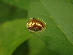 Aspidimorpha furcata