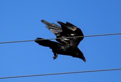 Corvus corax kamtschaticus