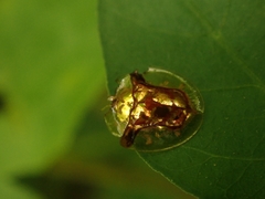 Aspidimorpha furcata